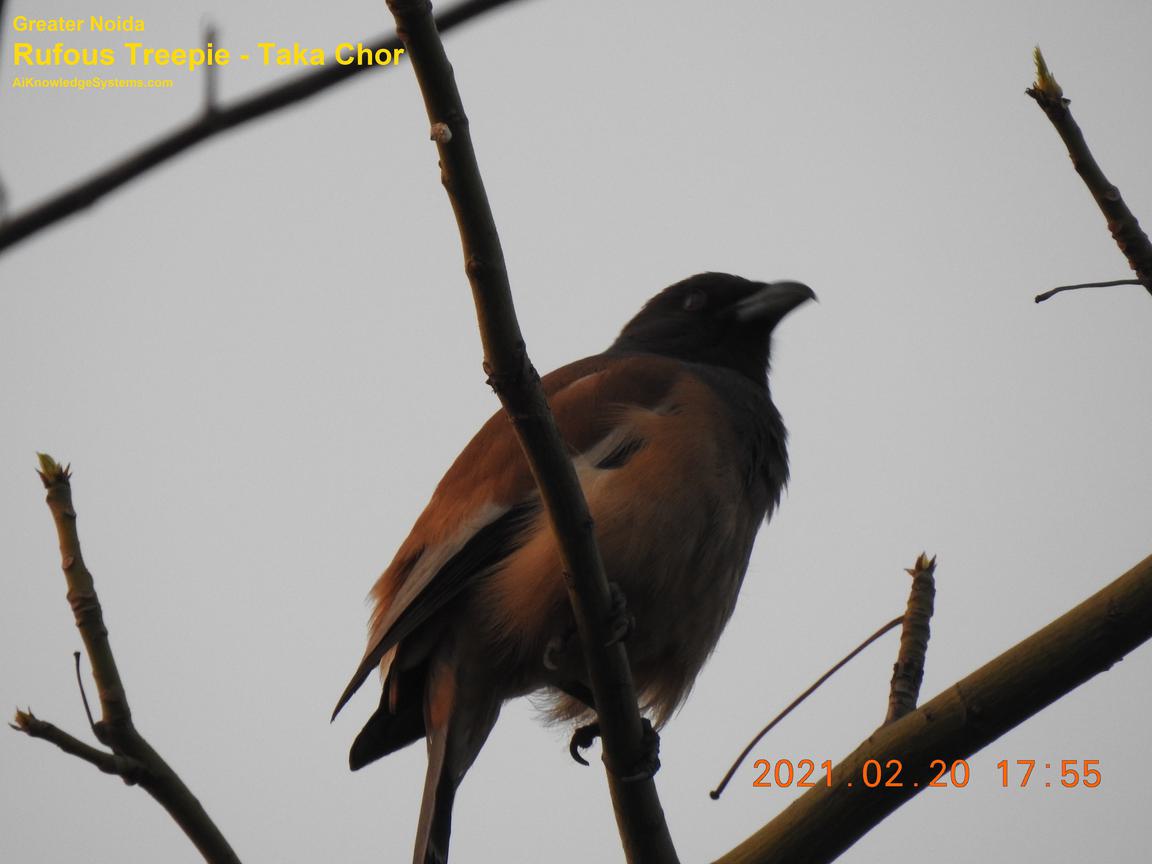 Rufous Treepie (80) Coming Soon